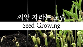 콩류 씨앗에서 싹트는 모습🌱씨앗 뿌리 줄기 이파리 자라는 모습  콩 대두 녹두 잠두 해바라기씨 갓류 발아 과정 타임랩스 저속촬영 [upl. by Dnomzed]