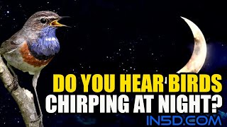 Do You Hear Birds Chirping At Night  in5dcom [upl. by Carmela550]