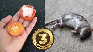 How To Kill Rats Within 30 minutes  Home Remedy Magic Ingredient  Mr Maker [upl. by Alya342]