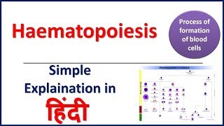 Haematopoiesis Simple Explaination in Hindi by Bhushan Science [upl. by Crista390]