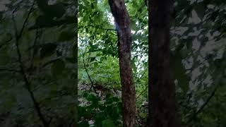 Hornbeam  Ironwood Tree at Sterling Forest State Park New York State [upl. by Temirf803]