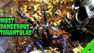 Top 10 Most DANGEROUS Tarantulas [upl. by Amairam]