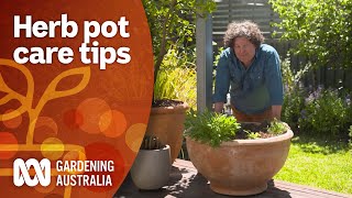 How to maintain your potted herb plants  Gardening 101  Gardening Australia [upl. by Cynar834]