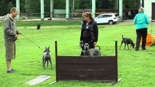 3 THAI ridgeback DAY  Agility training [upl. by Ashatan886]