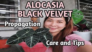 ALOCASIA BLACK VELVET PROPAGATION BASIC CARE AND TIPS [upl. by Etnaud]