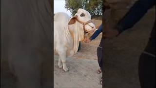 Cow Mandi cow video farm [upl. by Leahcimnhoj]