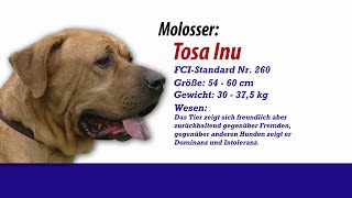 Meister Petz TV  Tosa Inu Molosser [upl. by Milon]