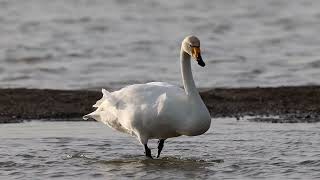 Whooper Swans [upl. by Hedve]