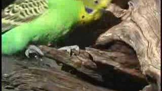 Budgerigars at nest part II [upl. by Caitrin]