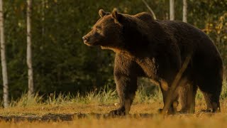 Urșii carpatini pe Transfăgărăşan România ❤️🐻🇹🇩 [upl. by Neerahs]