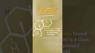 Supercritical C02 Extraction of Lingzhi Spore Oil lingzhi reishi ganodermalucidum [upl. by Eliades454]