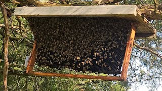 This Actually Worked  Russian Scion Swarm Trap Caught Honeybees Livestream [upl. by Kumagai]