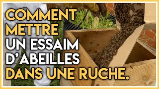 Comment mettre un essaim d’abeilles dans une ruche [upl. by Stillas]