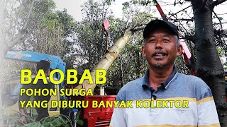 BAOBAB POHON LANGKA BERNILAI MILIARAN RUPIAH [upl. by Ecarg]