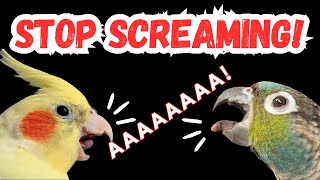 HOW TO STOP YOUR BIRD SCREAMING  reasons why parrots scream  BirdNerdSophie [upl. by Karalynn341]