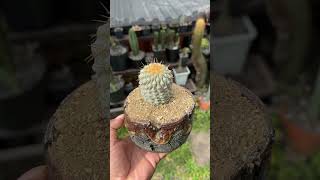 Perfección de Copiapoa columna alba 🤩 [upl. by Black]