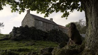 Olivia Chaney  House on a Hill Official Video [upl. by Anippesuig]