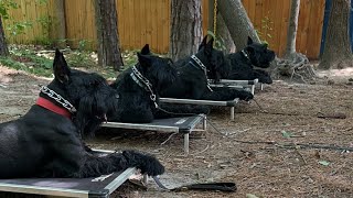 Giant Schnauzers in Group Training Watch These 5 Dogs Learn and Play  RoyalGiantSchnauzerscom [upl. by Netsrijk]