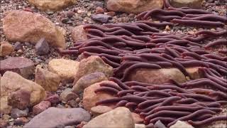 Watch a MILLIPEDE SWARM from South Africa [upl. by Sapphera]