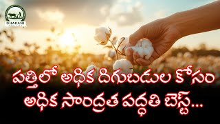 అధిక సాంద్ర పద్దతిలో పత్తి సాగు వివరాలు  Details of cotton cultivation in high concentration system [upl. by Arze737]