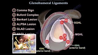 Glenohumeral Ligaments ligaments of the shoulder  Everything You Need To Know  Dr Nabil Ebraheim [upl. by Aruat609]