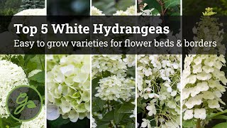 Best White Hydrangeas  Easy To Grow Varieties For Flower Beds amp Borders [upl. by Eyar]