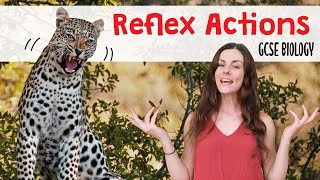 REFLEX ACTIONS GCSE Biology 91  Combined Science Revision amp Qs [upl. by Bekaj461]