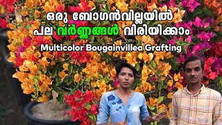 Bougainvillea Multicolor Grafting Iഒരു ബോഗൻ വില്ലയിൽ പല വർണ്ണങ്ങൾ വിരിയിക്കാം I DIY Grafting [upl. by Zipnick]