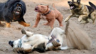 Pitbull VS 5 Street Dog Rottweiler VS 4 Street Dog Pitbull VS German shepherd Real fight in Hindi [upl. by Baxy]