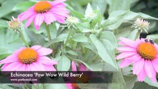 Echinacea Pow Wow Wild Berry [upl. by Araiet214]