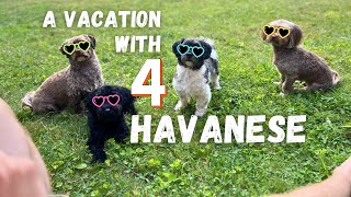 A Vacation with 4 Havanese Pups [upl. by Naujed]