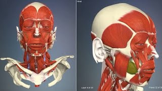 Muscles of facial expression  3D Human Anatomy  Organs [upl. by Anelac549]