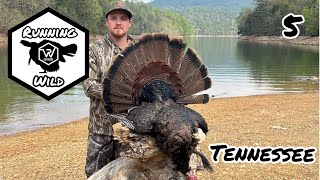 Tennessee Turkey Hunting Public Land 2023 [upl. by Aihtennek648]