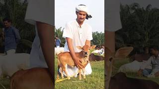 दुनिया की सबसे छोटी गाय  the smallest cow in the world  pungnur cow  short [upl. by Cyd]