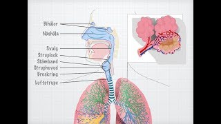Människans andningsorgan gammal [upl. by Rhine280]