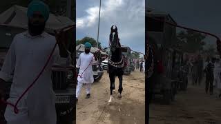 Champion StallionSurkhabSire byDevraj raniakalagoda marvarihorse marwaristallion viralshorts [upl. by Oilerua299]