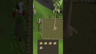 Fastest Woodcutting XP in OSRS 🌳🪓 [upl. by Llerrehc]