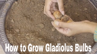 Planting Flower Bulbs  How to Grow Gladiolus Bulbs in Pots [upl. by Elleinnod]