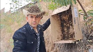 bees herald honey  abejas asesinas  killer bees  not the bees  queen bee reina bees swarm attack [upl. by Ikiv]