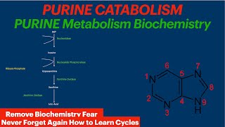 Purine Catabolism  Biochemistry Video  Uric Acid [upl. by Eelarac349]