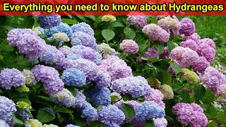 Hydrangea Care Guide  How to Plant Grow amp Care for Hydrangeas in the Garden  Hydrangea Tips [upl. by Eerrahs]