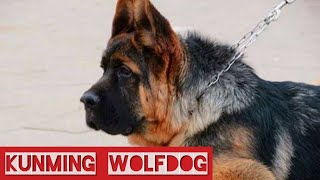 Kunming WolfDog The Chinese German Shepherds Chinese Wolfdog Kunming dog [upl. by Howlan]