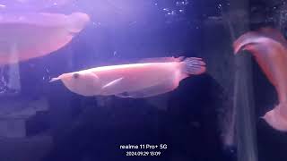 Albino and Silver Arowana get together❤️❤️❤️ [upl. by Brannon]