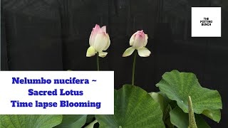 Nelumbo nucifera  Sacred Lotus  Timelapse Blooming [upl. by Euqor]