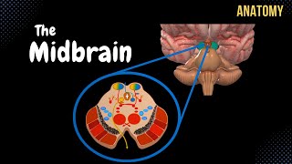 Mesencephalon Midbrain  External amp Internal structures  QUIZ  Anatomy [upl. by Tija]