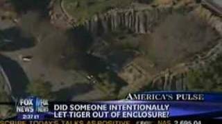 Tiger Escapes San Fran Zoo 1 killed UPDATE [upl. by Oriaj33]