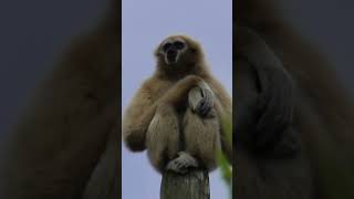 Siamang Gibbon Howling Sounds And Habitat shorts [upl. by Aierdna122]