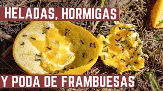 Como Podar FRAMBUESAS  Combatimos Hormigas con ¿NARANJAS y Abrigamos los Cultivos de las HELADAS [upl. by Eninahpets]