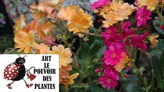 Tuto jardin Lewisia photos de fleurs et de plantes vivaces [upl. by Alian]