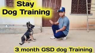 Stay Command German Shepherd Dog Training🐕  3 month gsd puppy training  Bimal Swansi Vlogs [upl. by Kelwin]